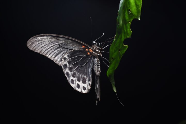黒い蝶のスピリチュアルな意味は？状況や行動別に解説
