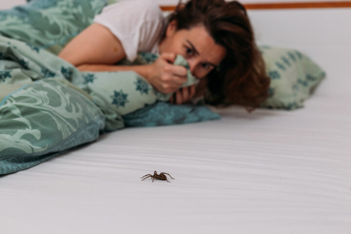 蜘蛛のスピリチュアルの意味は幸運？夜蜘蛛や家の中で蜘蛛をよく見るのは？