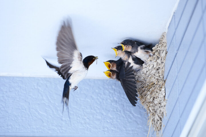 ベランダに鳥が来る理由とは？スピリチュアル的な意味や口コミを紹介