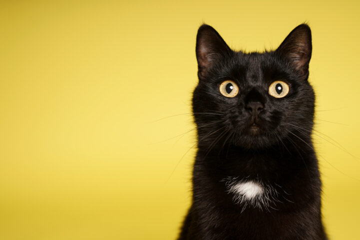 黒猫は幸運の前兆？スピリチュアル的な意味や触れ合う効果をご紹介 