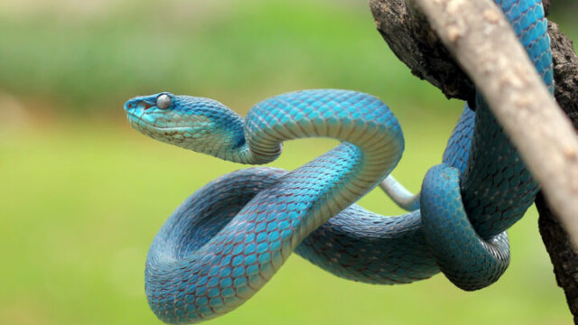 蛇のスピリチュアルな意味は？蛇を見た場所や蛇の色についても解説！