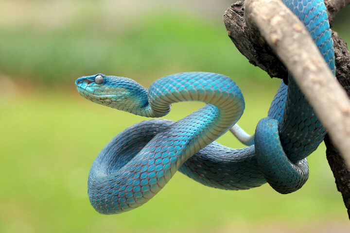 蛇のスピリチュアルな意味は？蛇を見た場所や蛇の色についても解説！