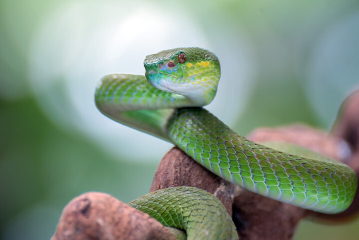 蛇のスピリチュアルな意味は？蛇を見た場所や蛇の色についても解説！ 