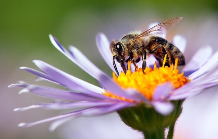 蜂の夢は宝くじに当たる予兆？蜂に刺される夢のスピリチュアルな意味 