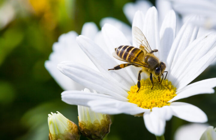 蜂の夢は宝くじに当たる予兆？蜂に刺される夢のスピリチュアルな意味 