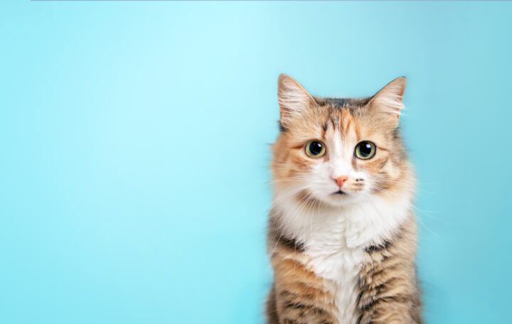 幸運を呼ぶ猫の名前15選！人気ネームから和風、海外ネームまでご紹介 