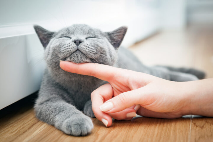 猫が持つスピリチュアルな意味とは？猫が一緒に寝る神秘的なメッセージ